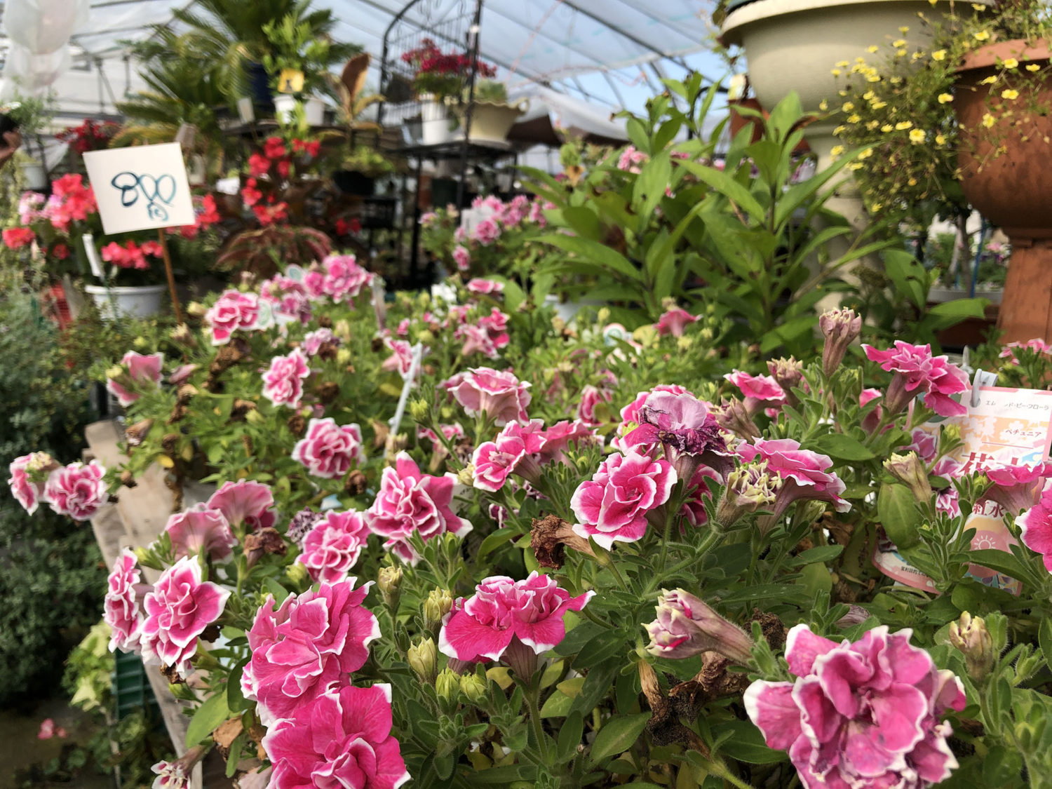 ハウス内お花2