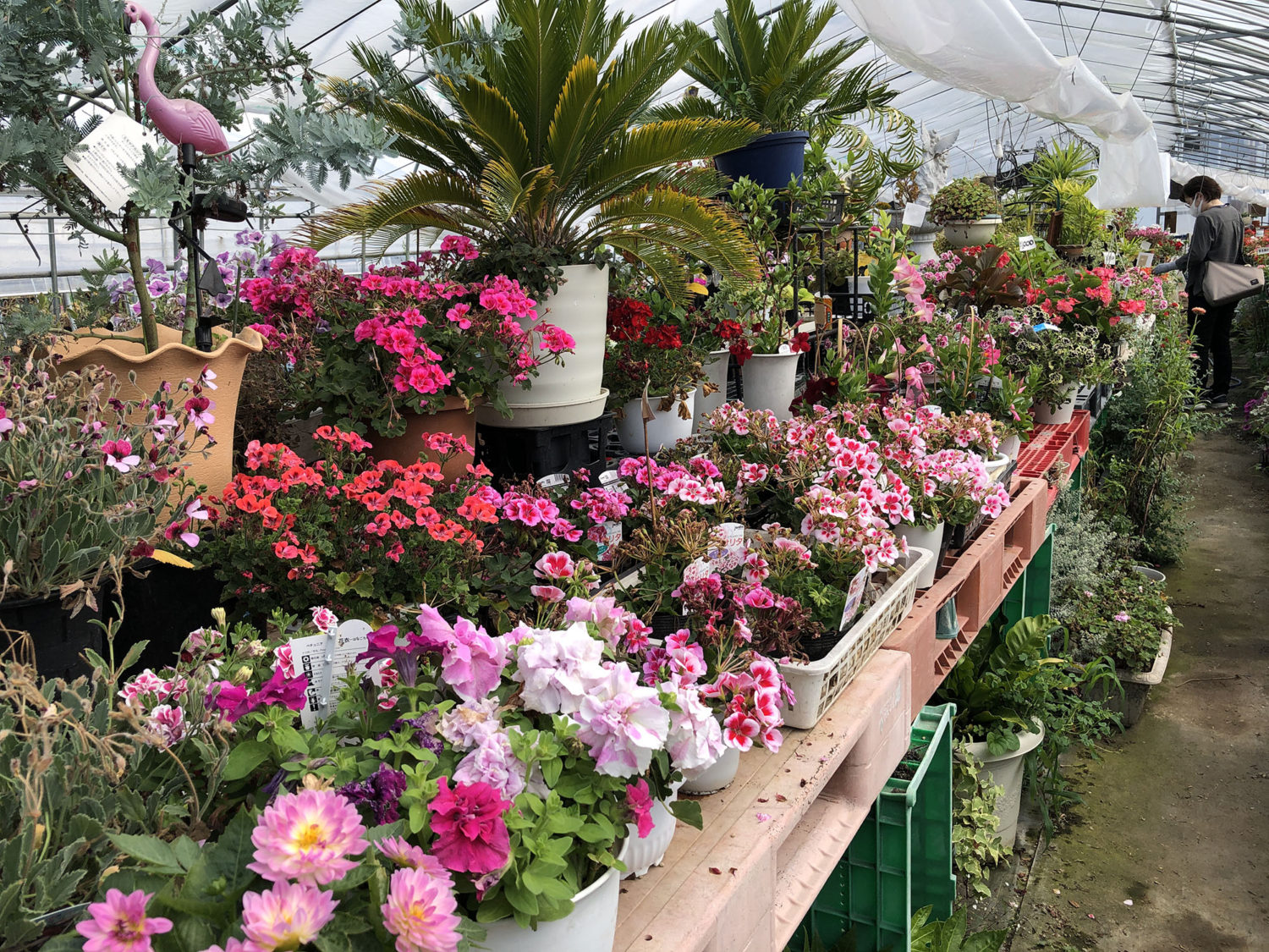 ハウスの中には沢山の種類のお花が