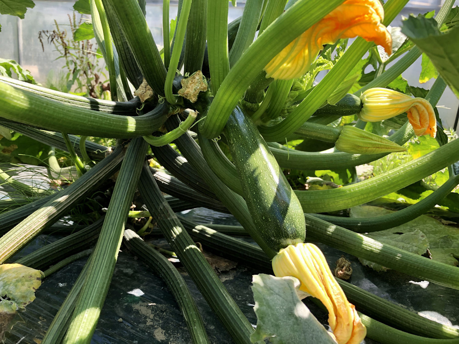 ズッキーニ。珍しいですね。