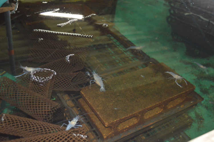 エビの養殖