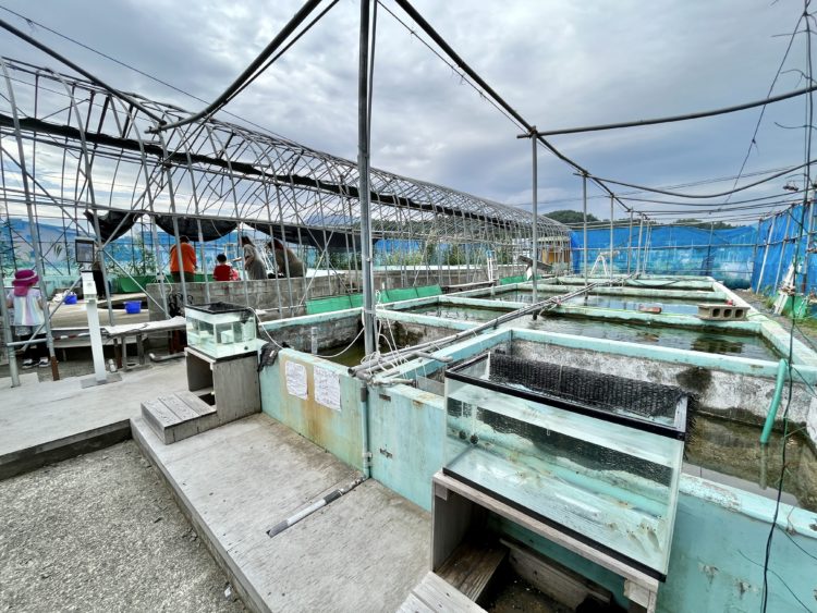 エビと魚の生簀があります