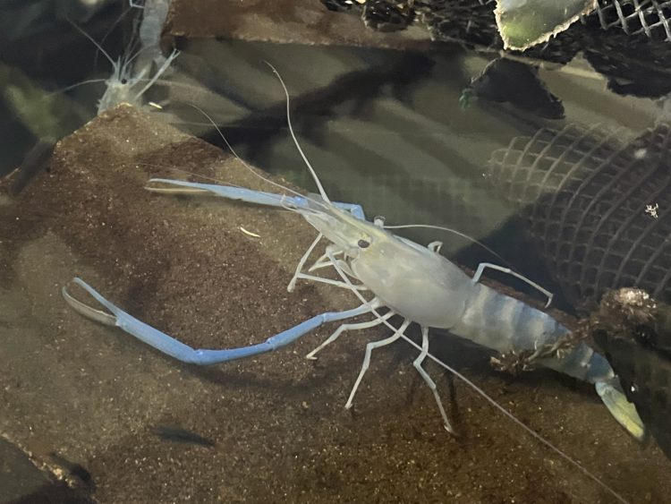 大きいのいました！