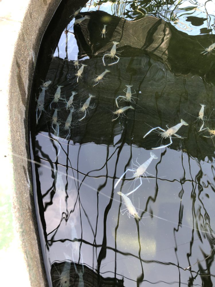 すばしっこいなあ