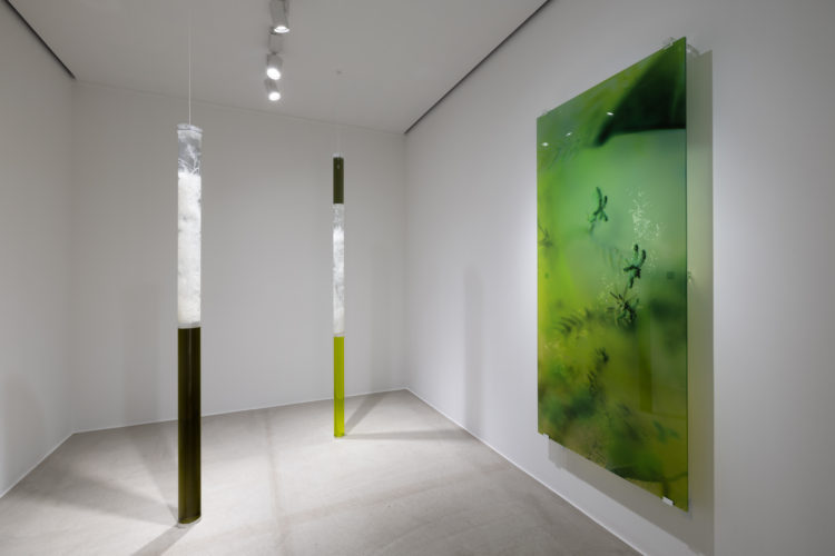 アナイス・カレニン（植物であったことはない）