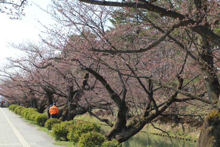 咲き始めの弘前公園の外濠の桜