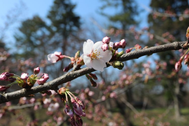 弘前公園の外濠（咲き始めの桜）