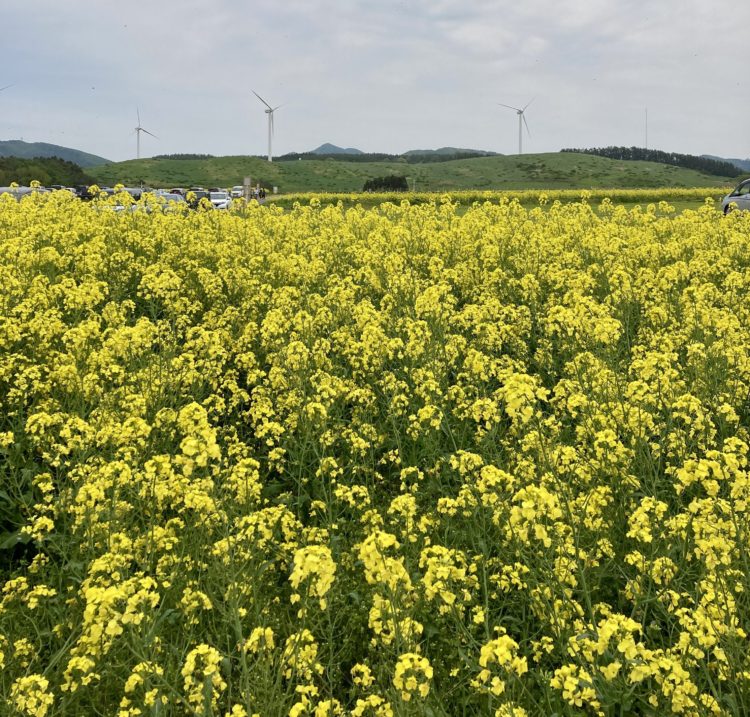 菜の花畑