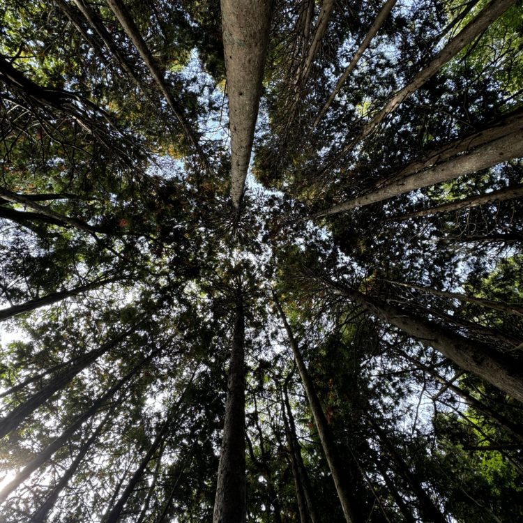 ヒバの木を下から見上げたところ
