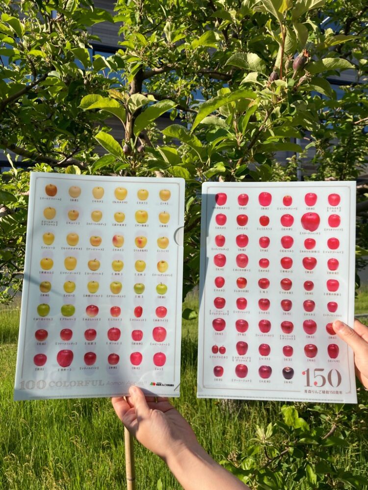 青森りんご植栽150周年ロゴマーク入りクリアファイル