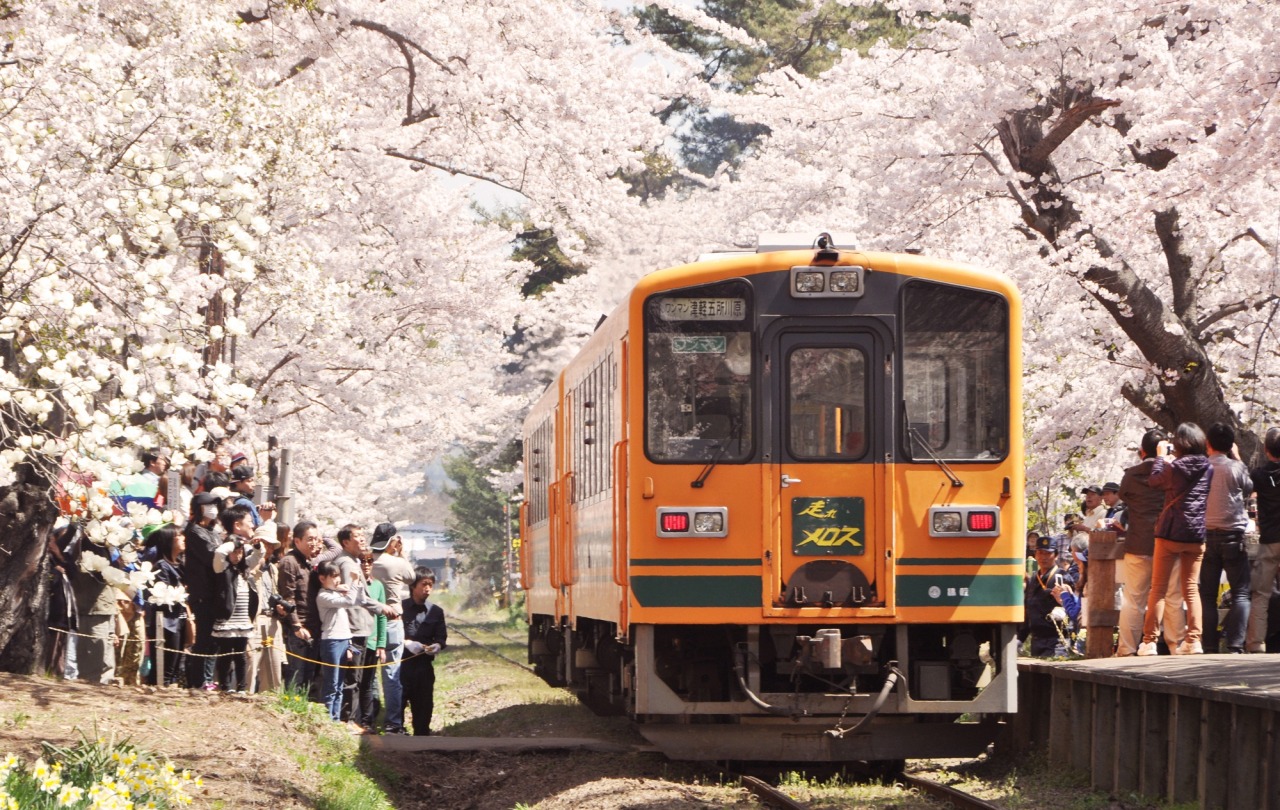 金木桜まつり 2026